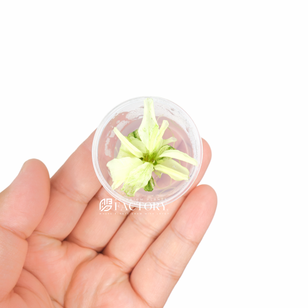 Bucephalandra APF Platinum [Small Vitro Culture Cup] For Discount - Image 2
