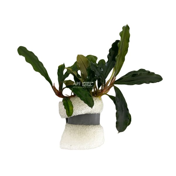 Bucephalandra Green Godzilla Discount - Image 5