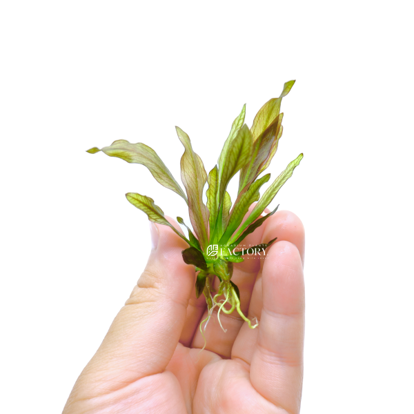 Echinodorus Pink Princess Vitro Culture Sale - Image 3