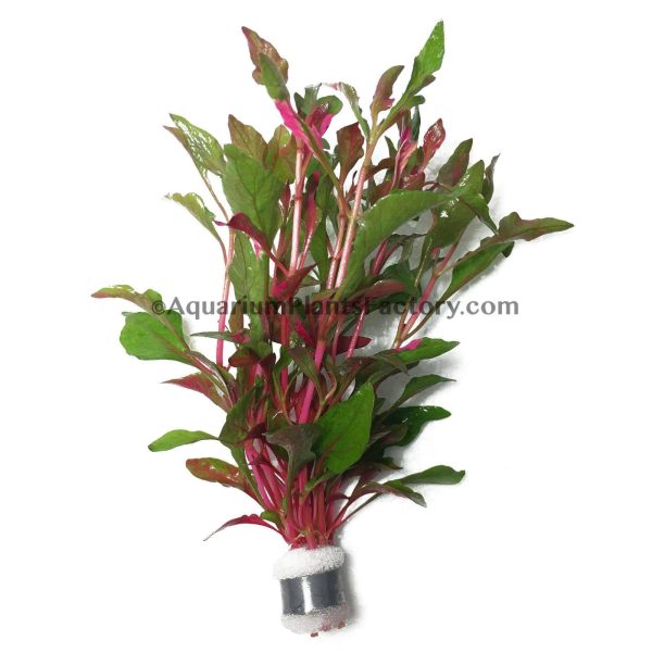Alternanthera Ficoidea  Pink  Online Hot Sale - Image 3