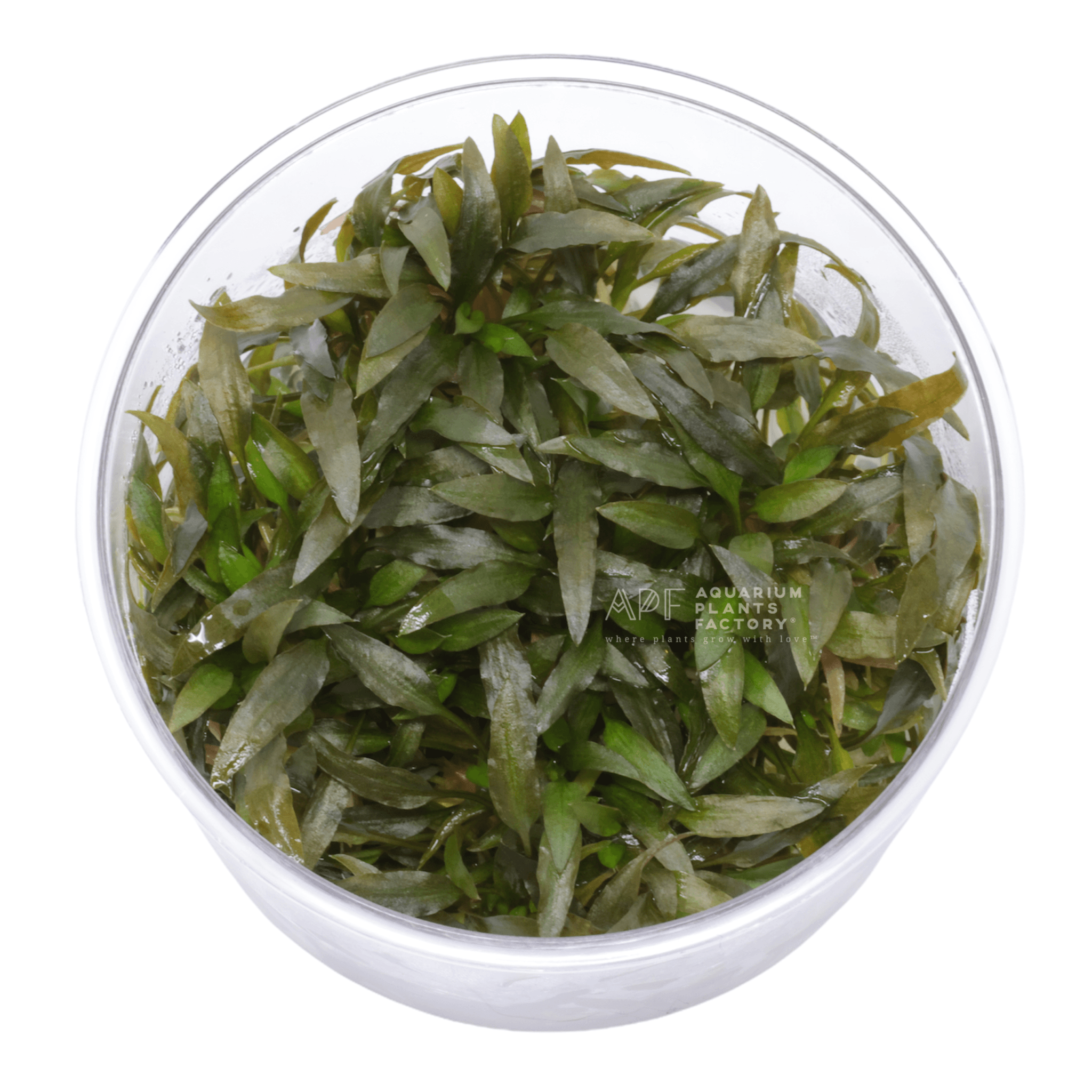 Cryptocoryne Mioya Vitro Culture For Cheap