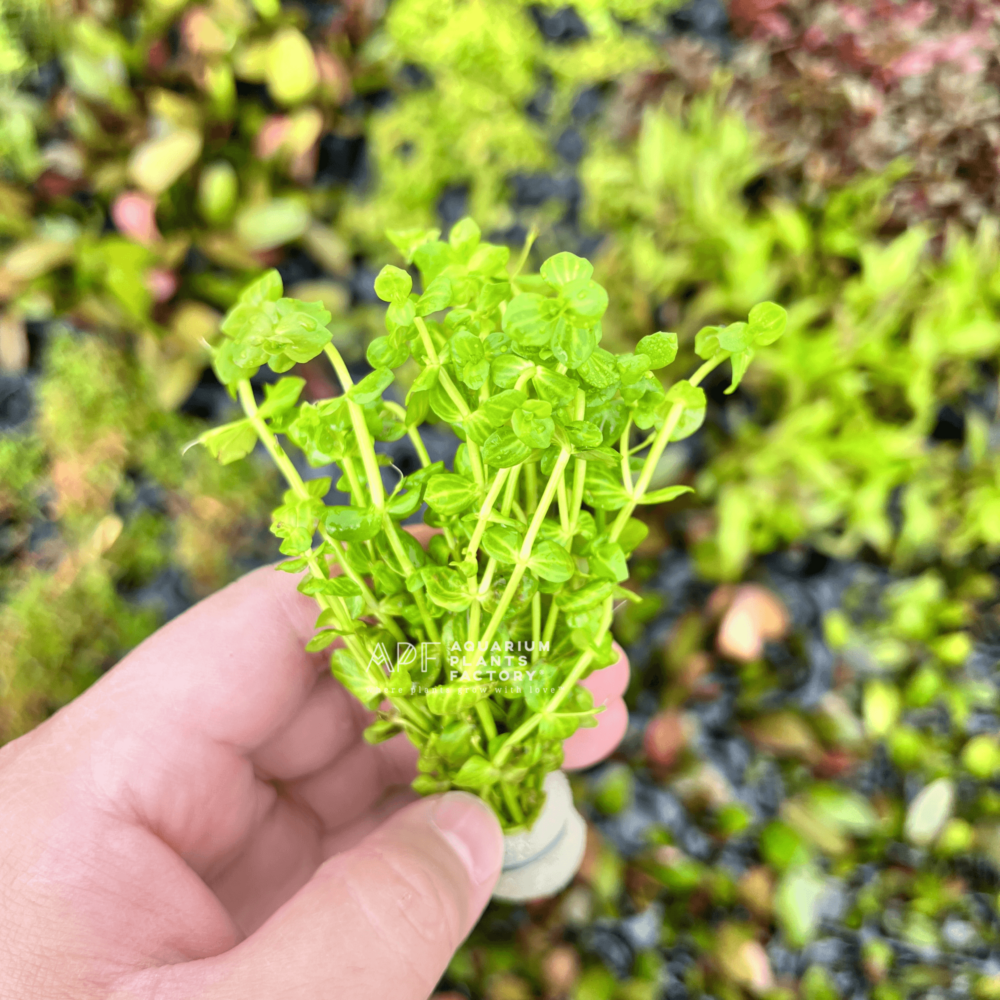 Lindernia Parviflora Variegated Fashion