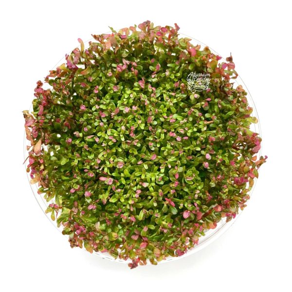 Rotala Hra Vitro Culture Supply