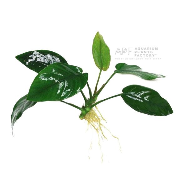 Anubias Nana [Bulk Discount] Supply - Image 2