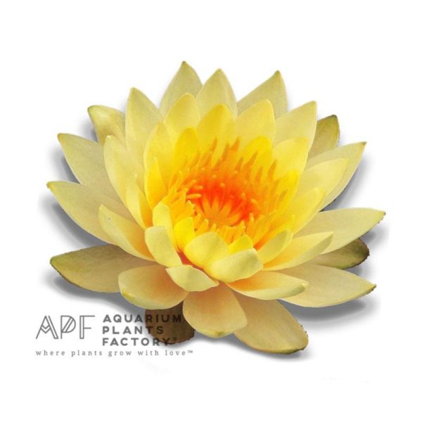 Nymphaea Yellow Bangpra (Pin waree) Discount - Image 2