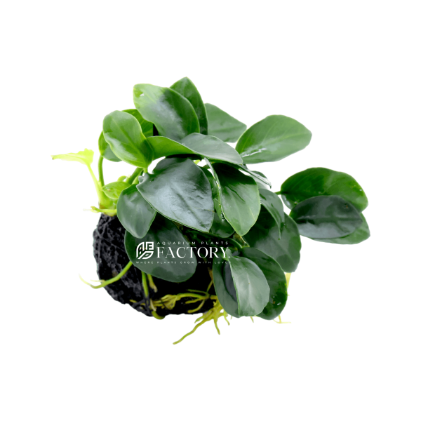 Anubias Petite on Lava Rock on Sale - Image 2
