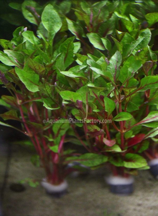 Alternanthera Ficoidea  Pink  Online Hot Sale - Image 4