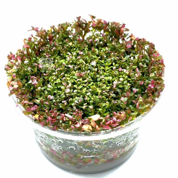 Rotala Hra Vitro Culture Supply - Image 3