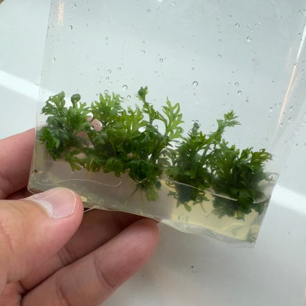 Ceratopteris Siliquosa Vitro Culture on Sale - Image 2