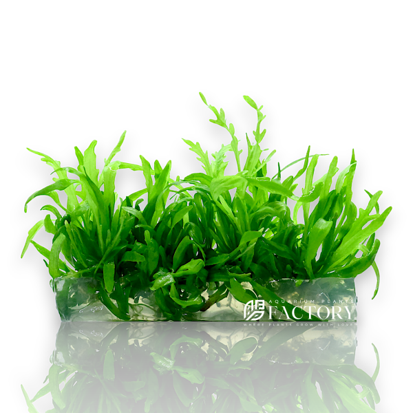 Hygrophila Odora Vitro Culture Supply