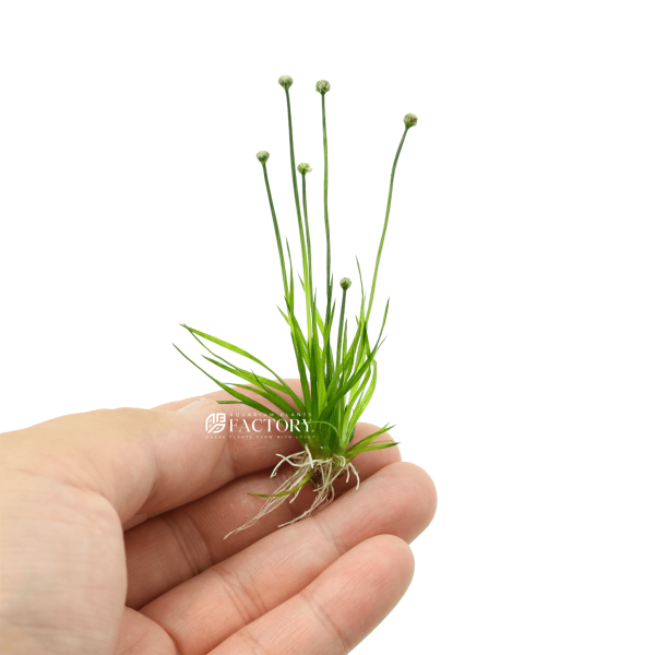 Eriocaulon Cinereum on Sale