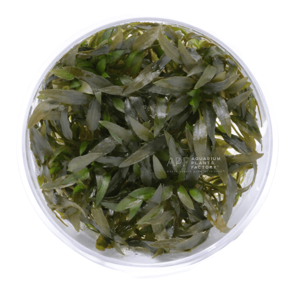 Cryptocoryne Mioya Vitro Culture For Cheap - Image 5