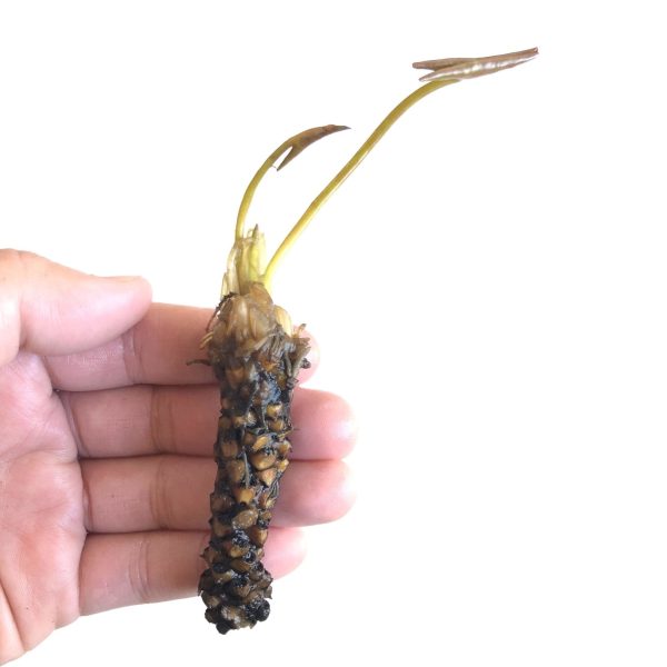 Nymphaea Yellow Bangpra (Pin waree) Discount - Image 3