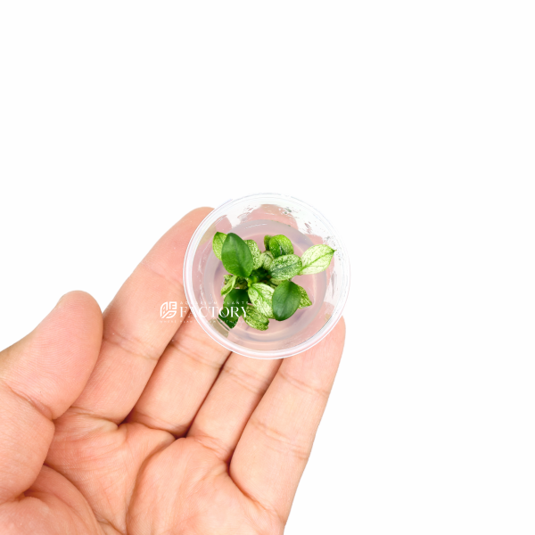 Anubias Petite White [Small Vitro Culture Cup] Fashion - Image 2