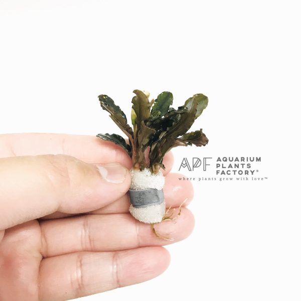 Bucephalandra Brownie Jade on Sale - Image 2