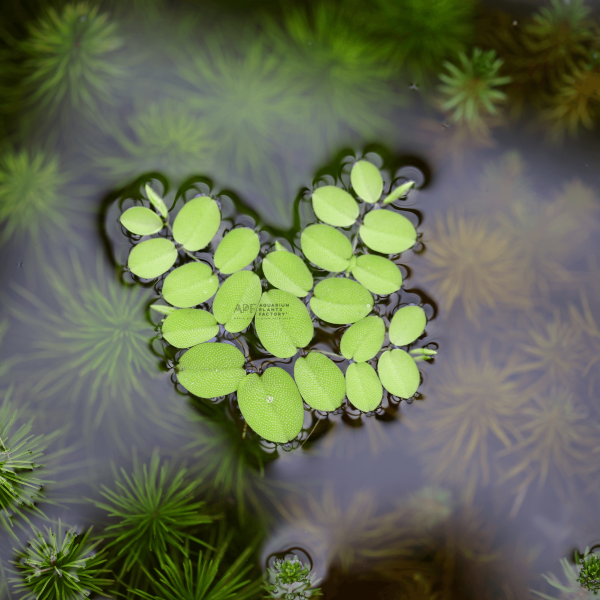 Salvinia Minima Online Sale