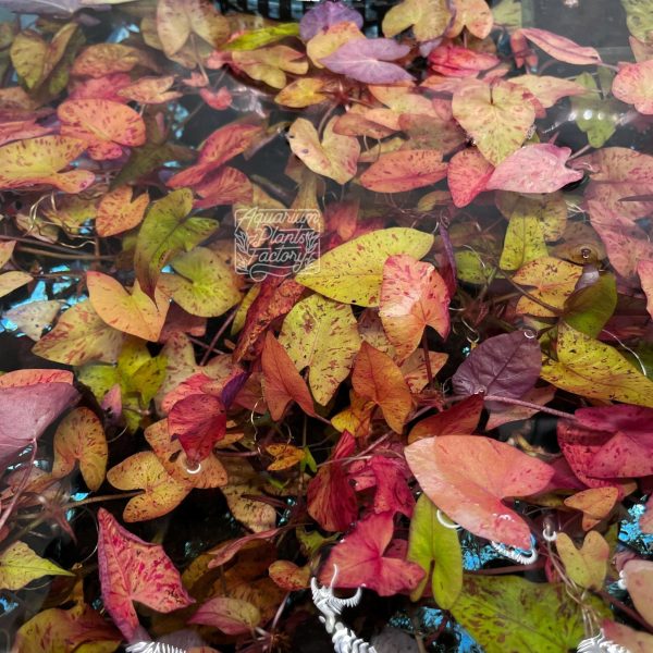 Red Tiger Lotus (Wholesale) Discount - Image 2