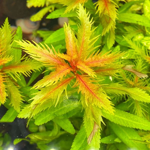 Mermaid Weed (Proserpinaca Palustris) Vitro Culture on Sale - Image 5