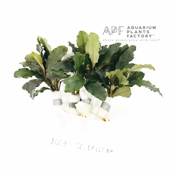 Bucephalandra Lalina For Cheap - Image 3