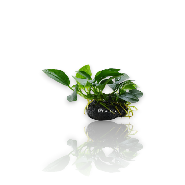 Anubias Petite on Lava Rock on Sale