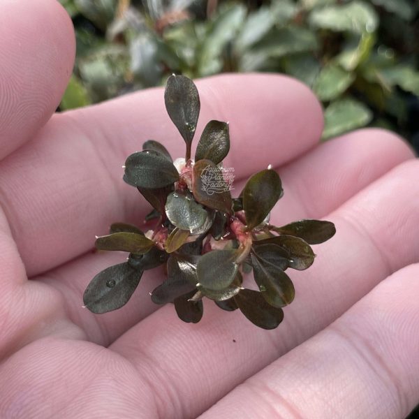 Bucephalandra Red Mini Coin Sale - Image 5