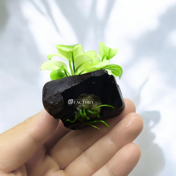 Anubias Broad White on Driftwood For Cheap - Image 3