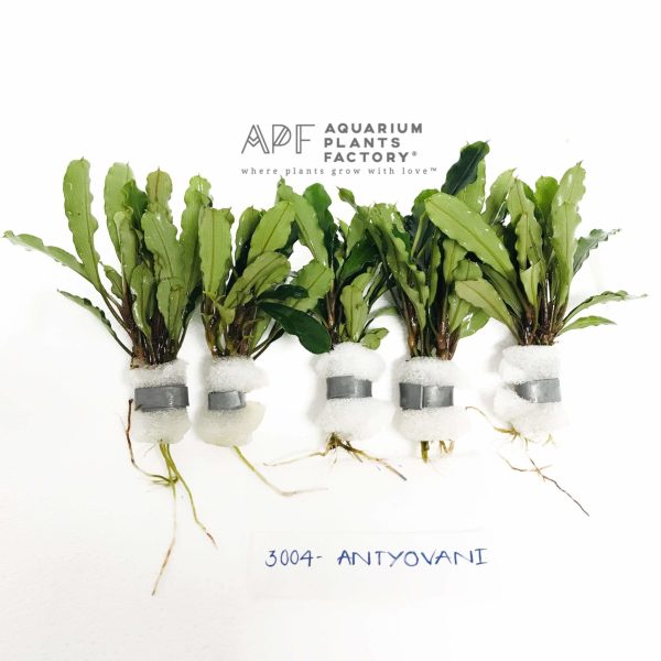 Bucephalandra Antyovani on Sale - Image 3