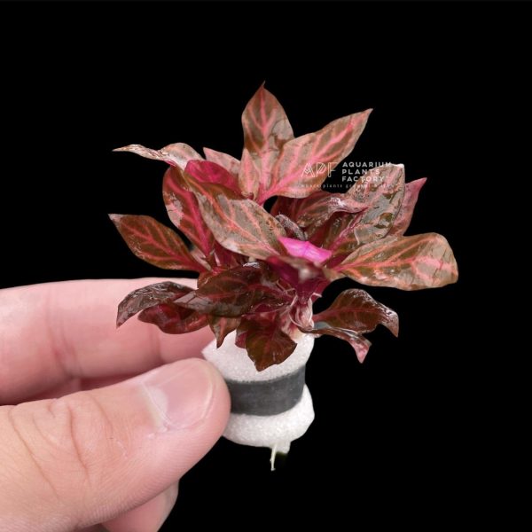 Alternanthera Rosanervig Mini Hot on Sale