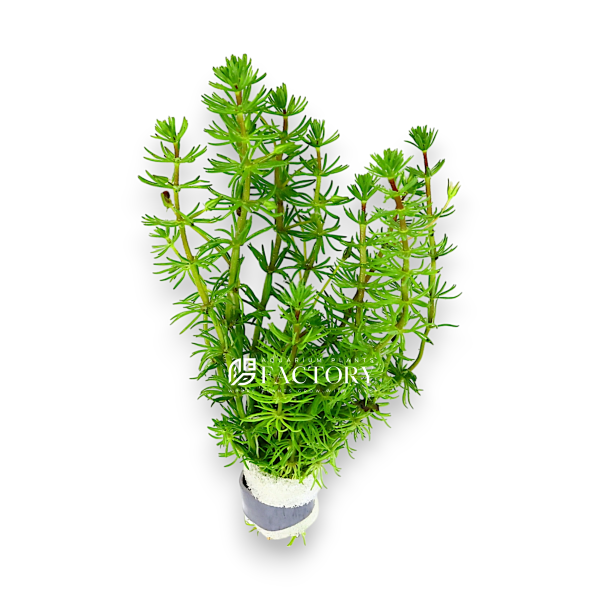 Bacopa Myriophylloides Sale
