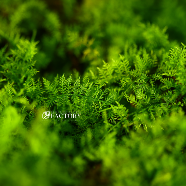 Snowflake Moss Online now - Image 3