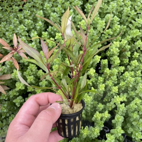 Hygrophila Siamensis For Discount - Image 3