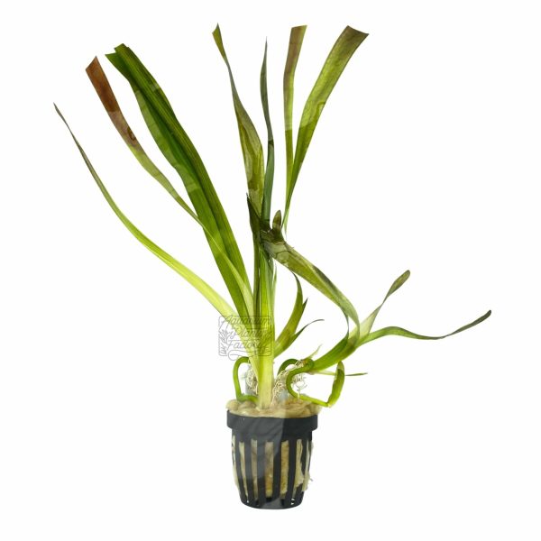 Vallisneria Gigantea Hot on Sale - Image 3