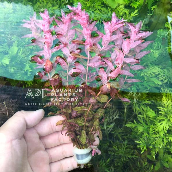 Rotala Macrandra Sale