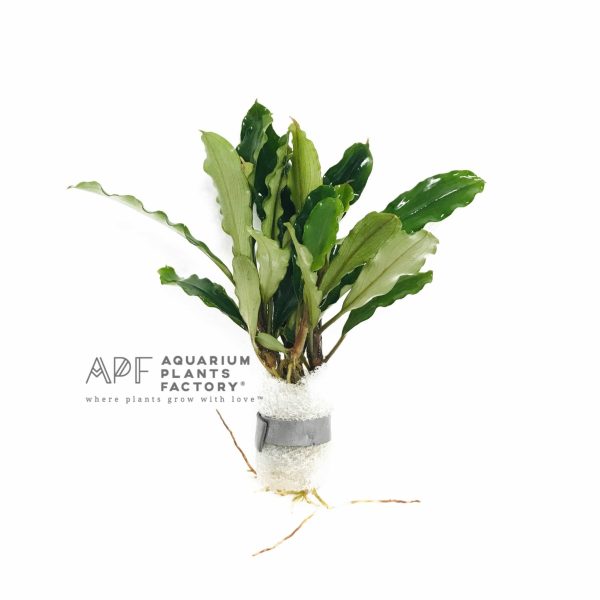 Bucephalandra Antyovani on Sale