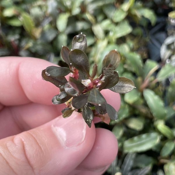 Bucephalandra Red Mini Coin Sale