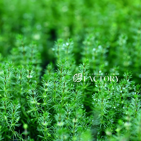 Bacopa Myriophylloides Sale - Image 2