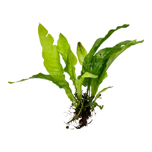Java Fern Latifolius For Discount - Image 3