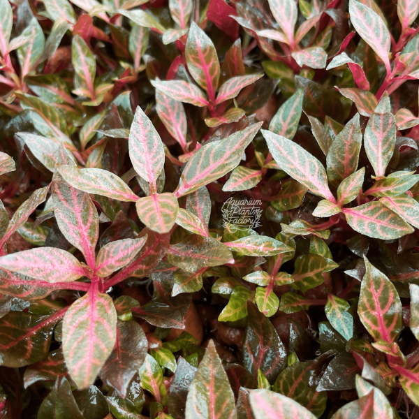 Alternanthera Rosanervig Mini Hot on Sale - Image 4