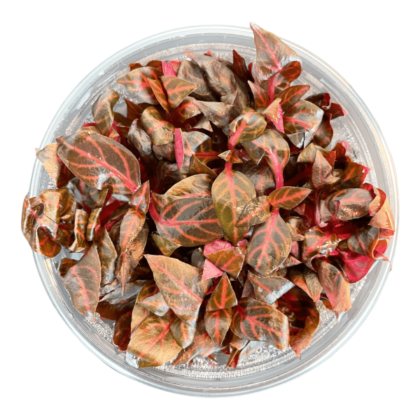 Alternanthera Rosanervig Mini Vitro Culture For Sale - Image 3