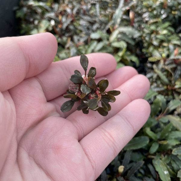 Bucephalandra Red Mini Coin Sale - Image 4