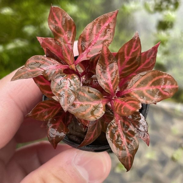 Alternanthera Rosanervig Mini Hot on Sale - Image 5