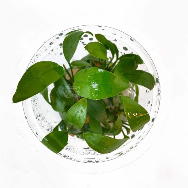 Anubias Heterophylla Vitro Culture on Sale - Image 4