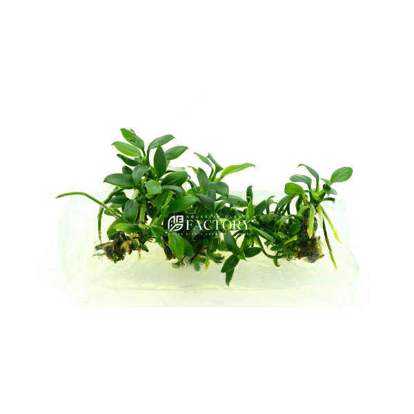 Anubias Pangolino Vitro Culture [PREMIUM BIG PAK] Online Sale - Image 2