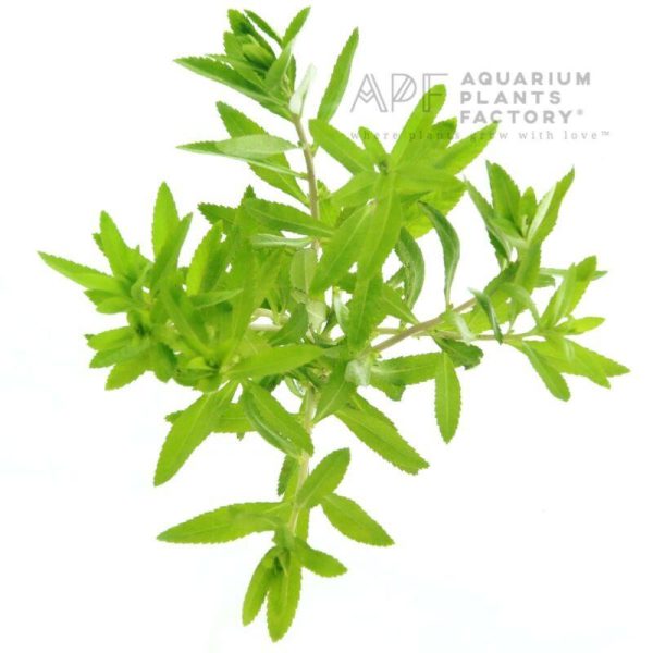 Mermaid Weed (Proserpinaca Palustris) For Cheap - Image 4