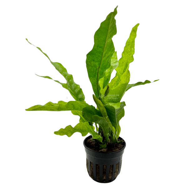 Java Fern Latifolius For Discount - Image 2