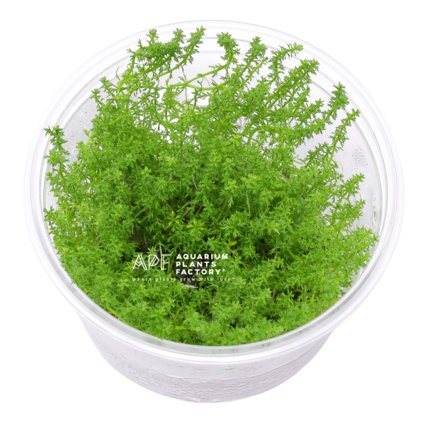 Myriophyllum Guyana Vitro Culture Online - Image 3