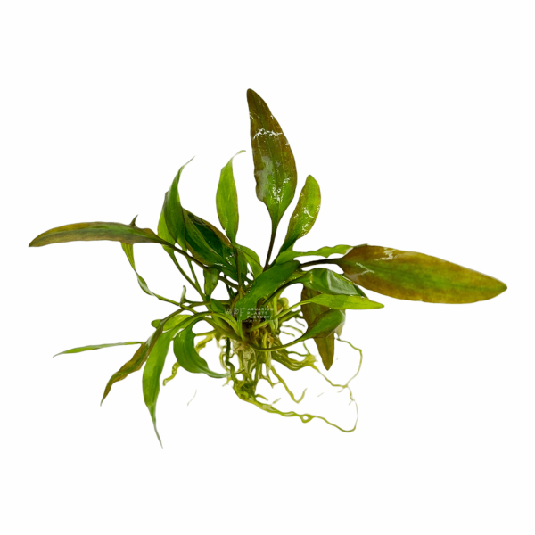 Cryptocoryne Willisii Online
