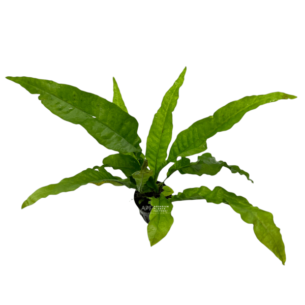 Java Fern Latifolius For Discount