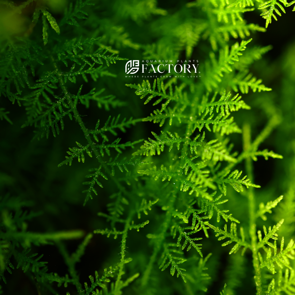 Snowflake Moss Online now