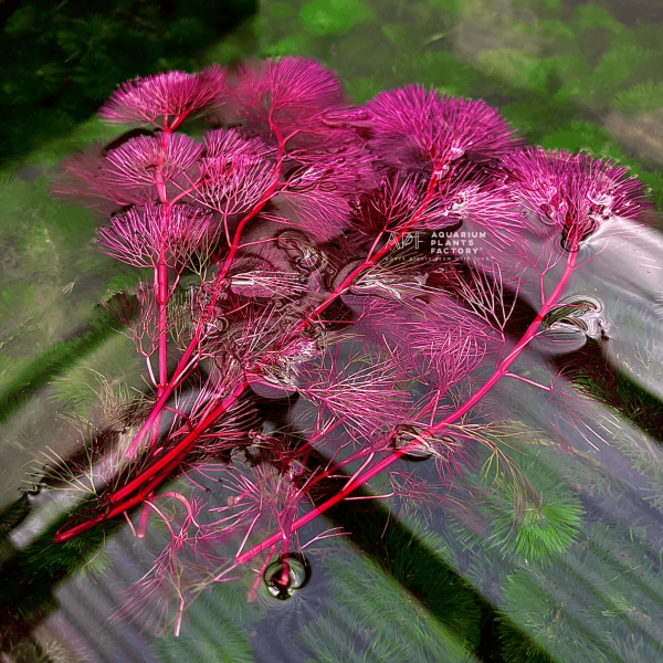 Cabomba Piauhyensis (Purple Cabomba) For Cheap